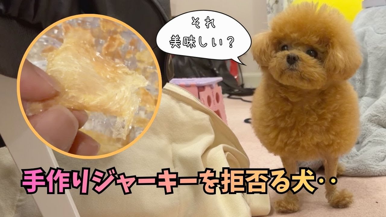 なんでかな？手作りジャーキーを完全拒否する偏食犬