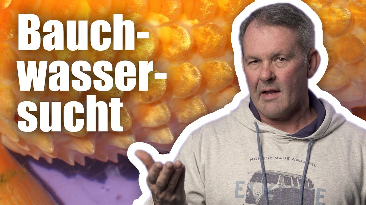 Was ist die Bauchwassersucht beim Koi? - TIPPS VOM KOIDOC
