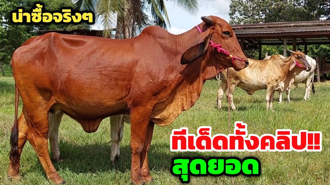 ทีเด็ดทั้งคลิป‼️สุดยอดวัวงามที่ต้องดู ทั้งวัวท้องและแม่ลูก ตัวจริงสวยมากสมราคา |6 ก.ย.68 ก้องนาเชือก