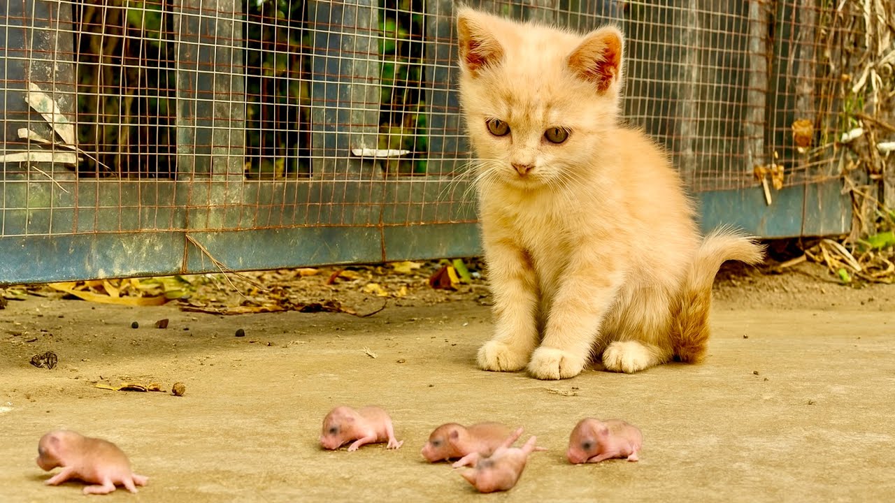 В тот день я увидел, как котёнок охранял детёнышей белки во дворе 🐭, и дальше было ещё теплее❤️