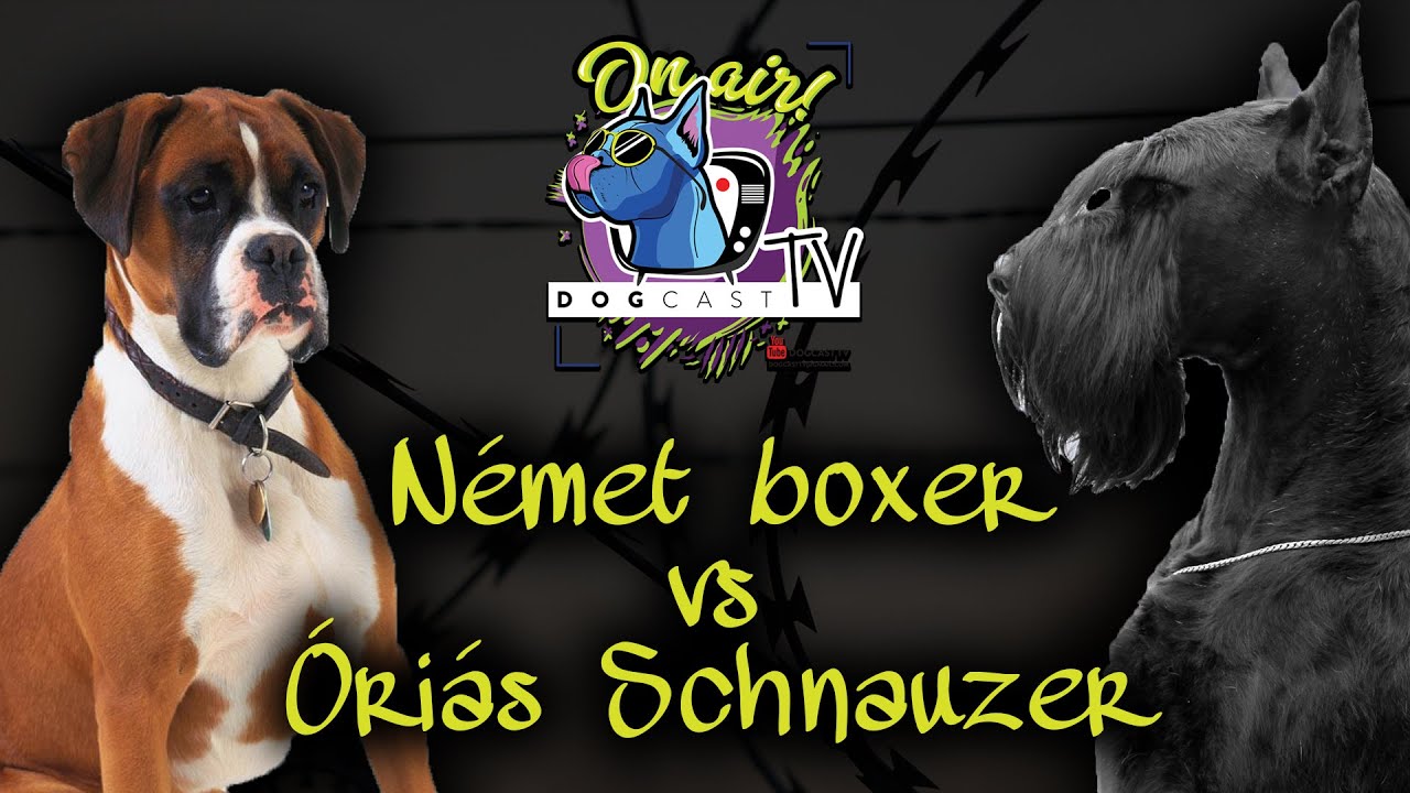 Német Boxer vs Óriás Schnauzer!  Őrző-védő kutya bajnokság!  DogCast TV