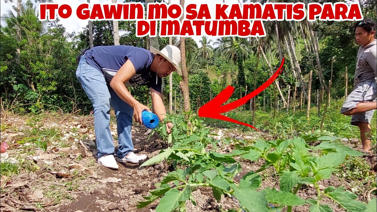 Paano Maglagay ng twine sa Kamatis para hindi Matumba?