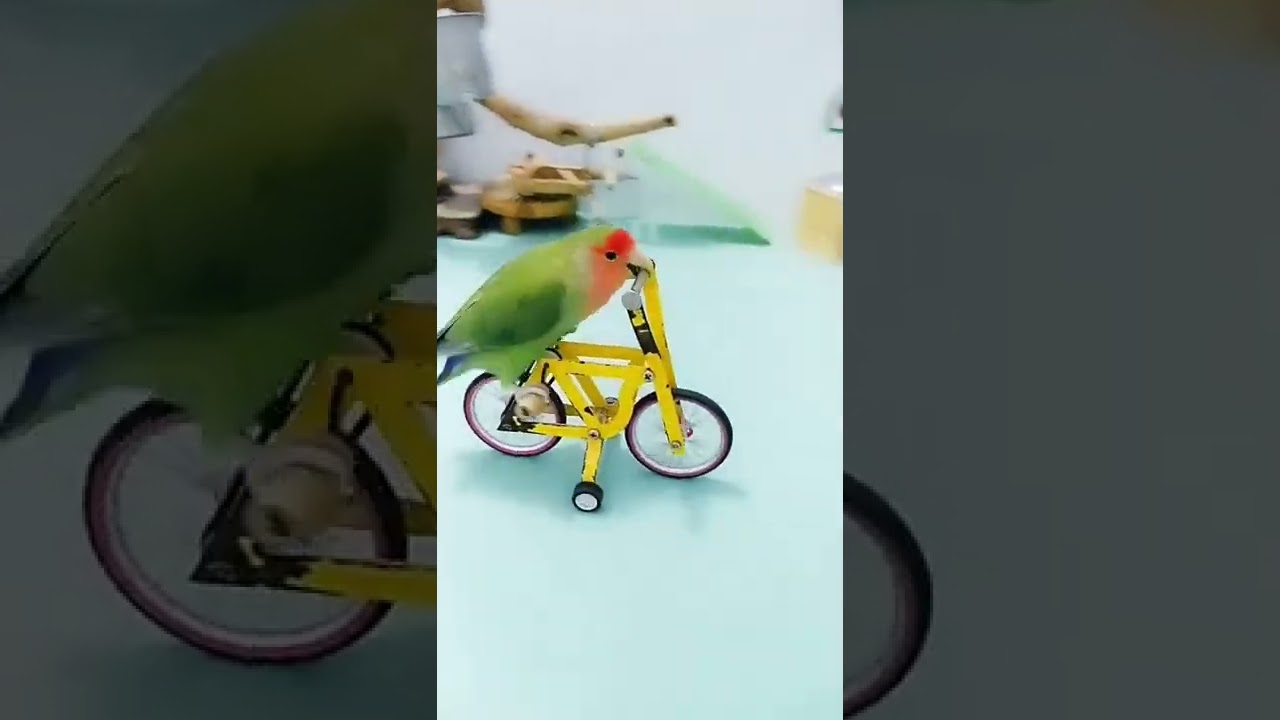 ding ding dong 🦜 #shorts