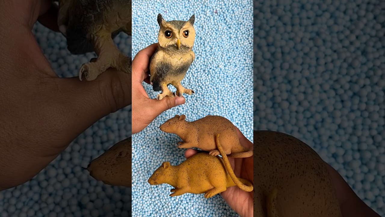 wow, con chuột, c&uacute; m&egrave;o 🐀🐁🦉🦉 #animals