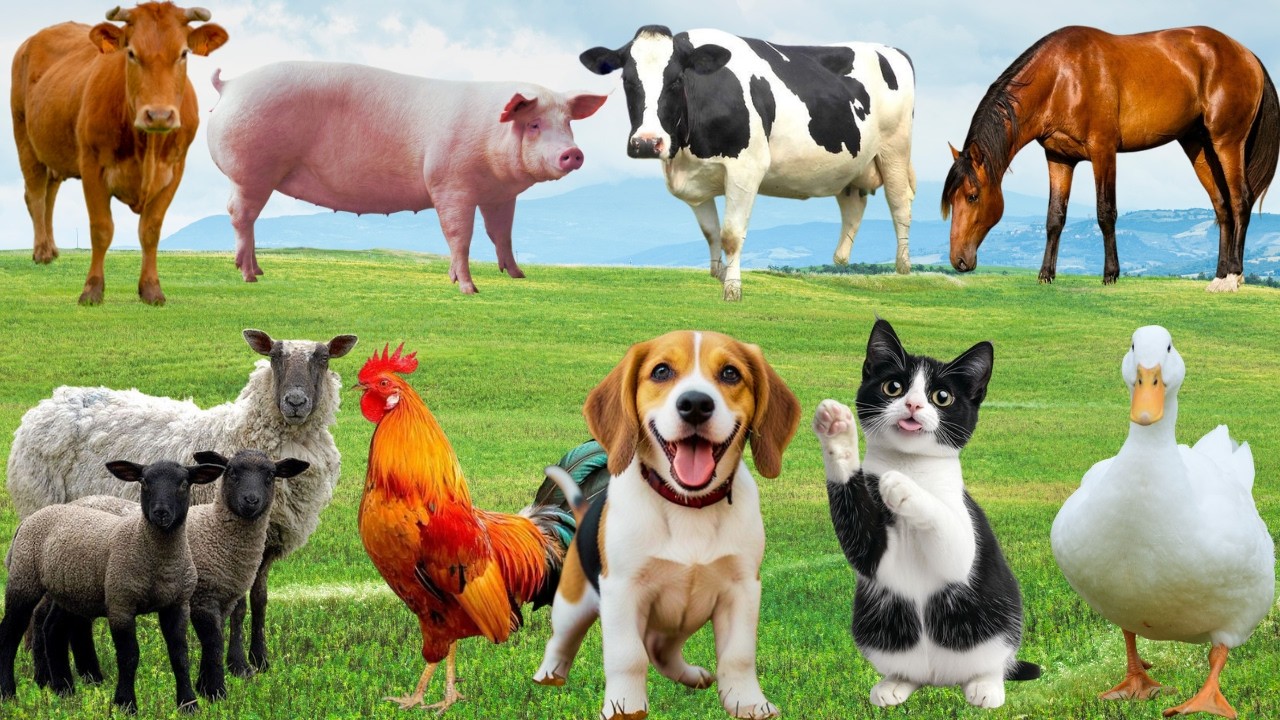 🌿 Chó, Mèo, Heo & Vịt “Ngập Tràn Hạnh Phúc” – Đồng Quê Vang Bản Nhạc Muôn Loài | FarmAnimals 🐶🐱🐷🦆