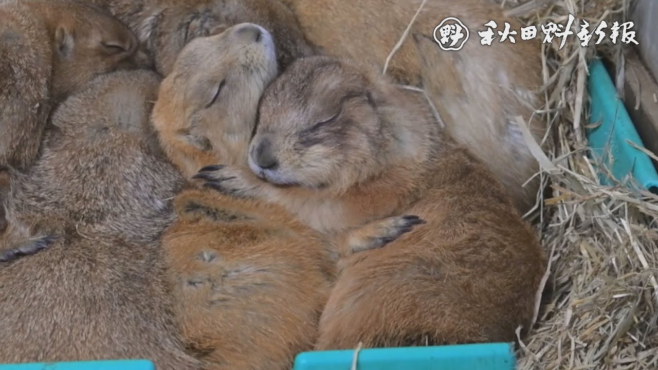 【ナレ付き】愛すべき個性派！オグロプレーリードッグ　ほっとなショット大森山動物園⑤