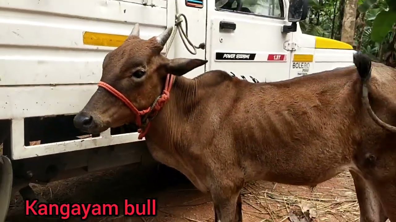 Kangayam bull 12750 only 
