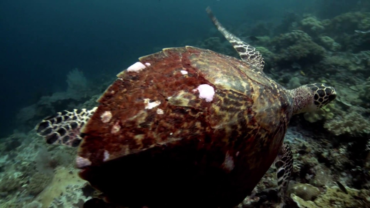 Sea turtle rescue!