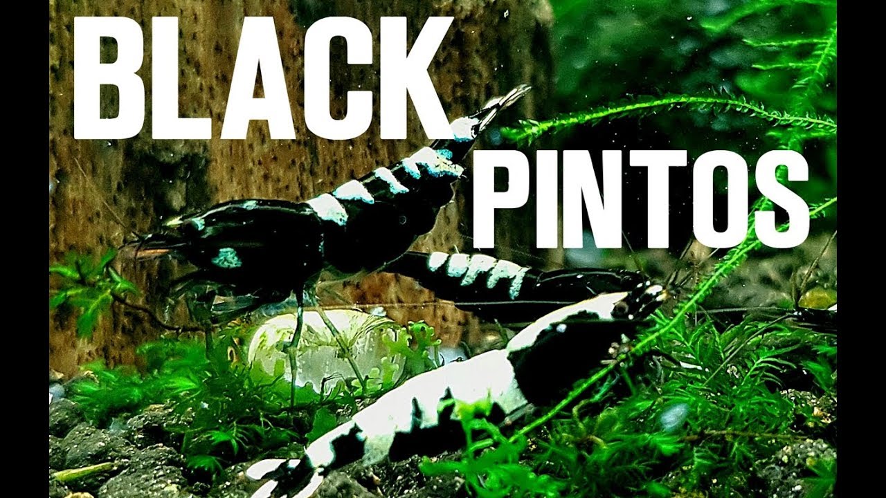 DO YOU LIKE BLACK PINTO SHRIMP?