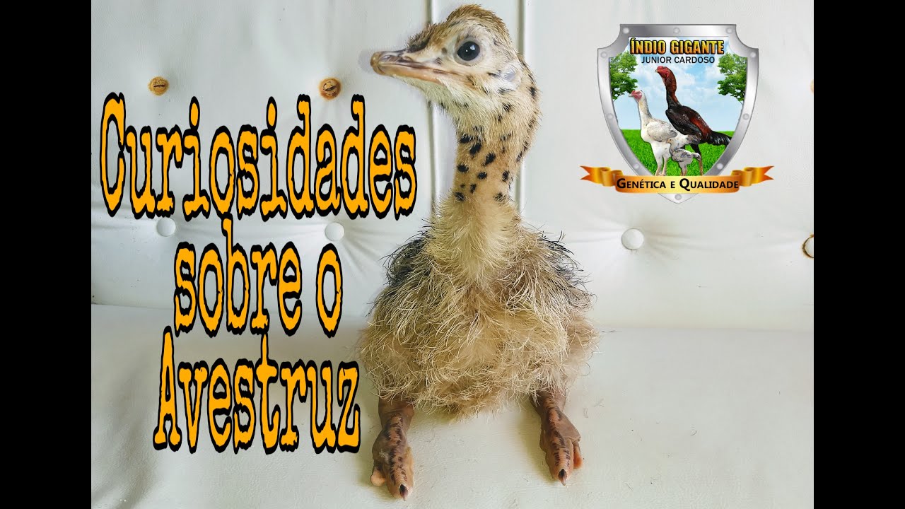 Avestruz - Curiosidades, Características e Pesagem da ave - Criatório Junior Cardoso