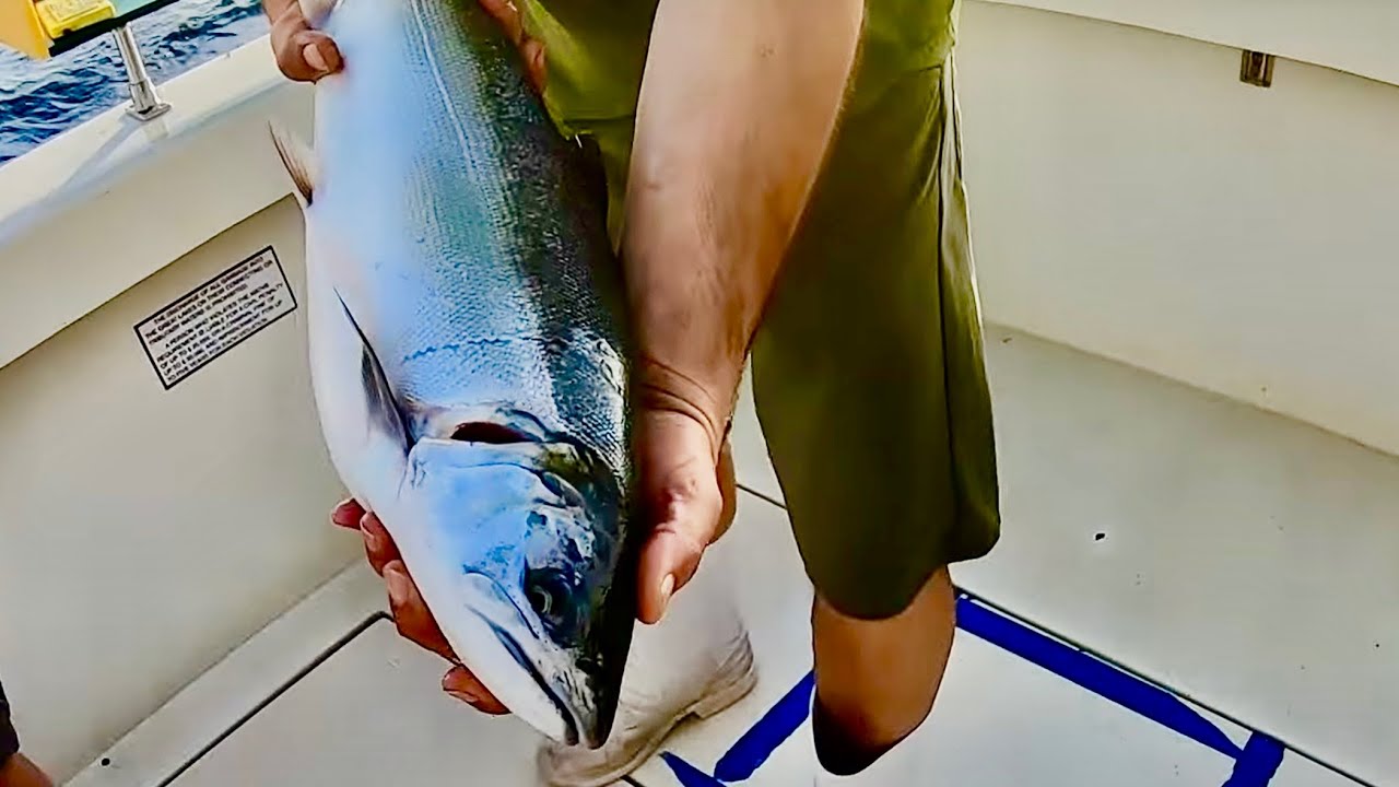 Easy Trolling for Aggressive Lake Michigan Salmon | The Best Great Lakes Charter Fishing
