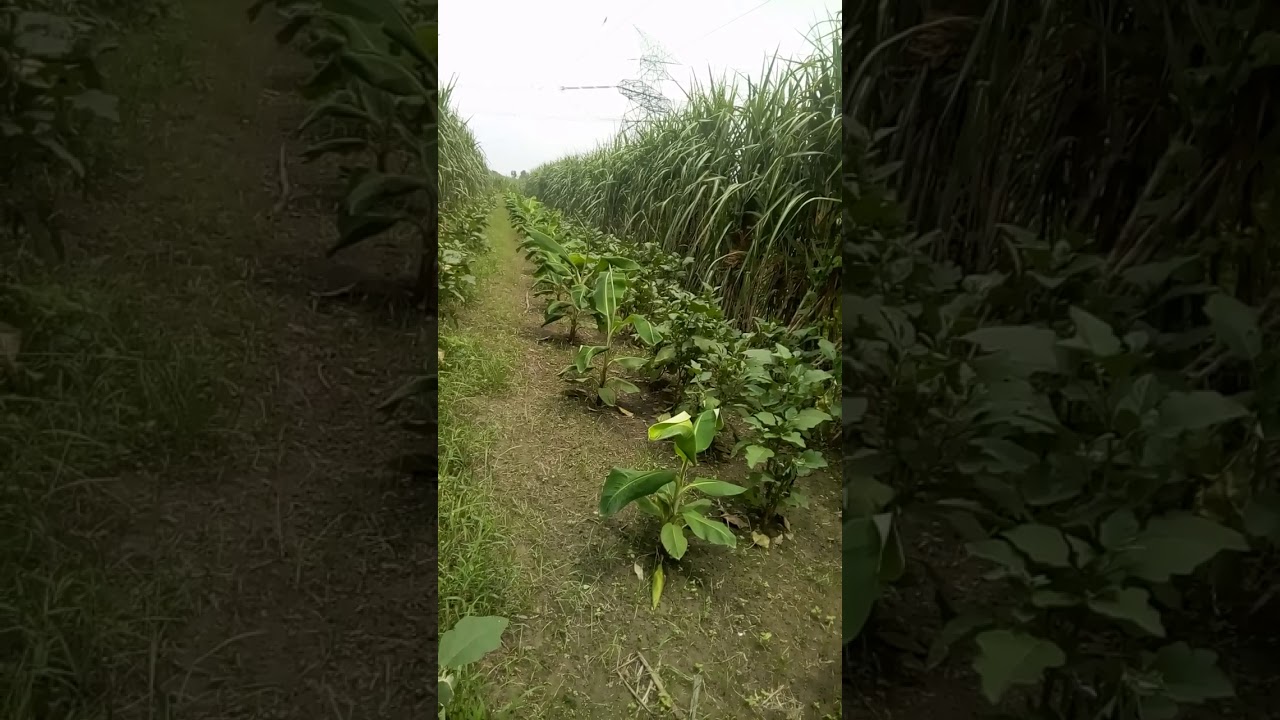 Multi-Crop Farming