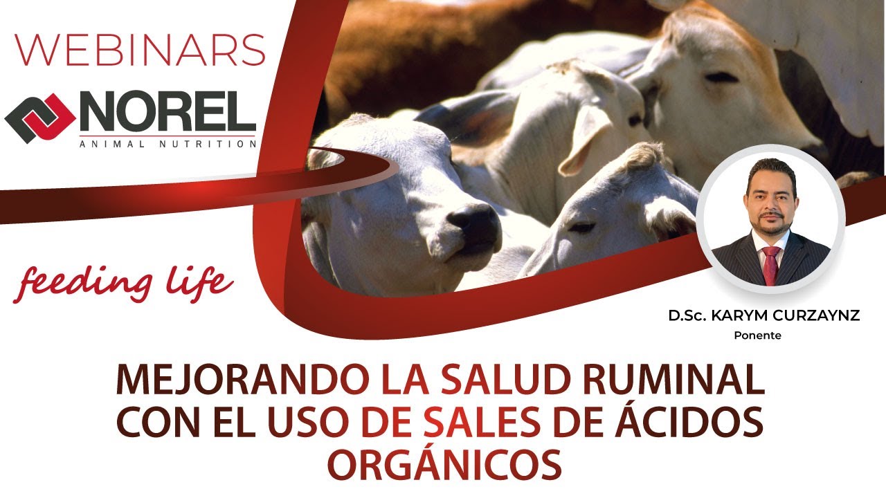 WEBINAR NOREL: MEJORANDO LA SALUD RUMINAL CON EL USO DE SALES DE &Aacute;CIDOS ORG&Aacute;NICOS
