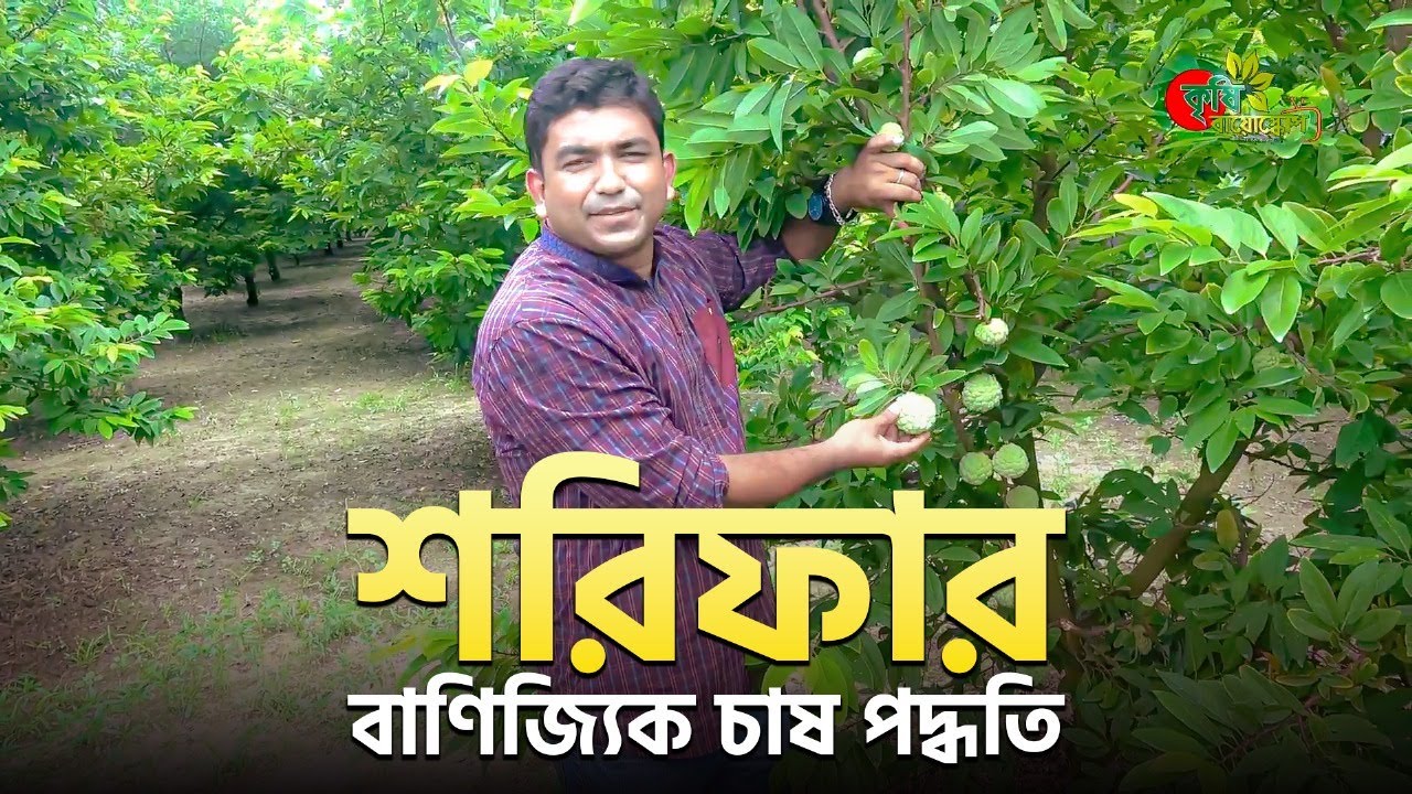 শরিফার বাণিজ্যিক চাষ পদ্ধতি-পর্ব-০১