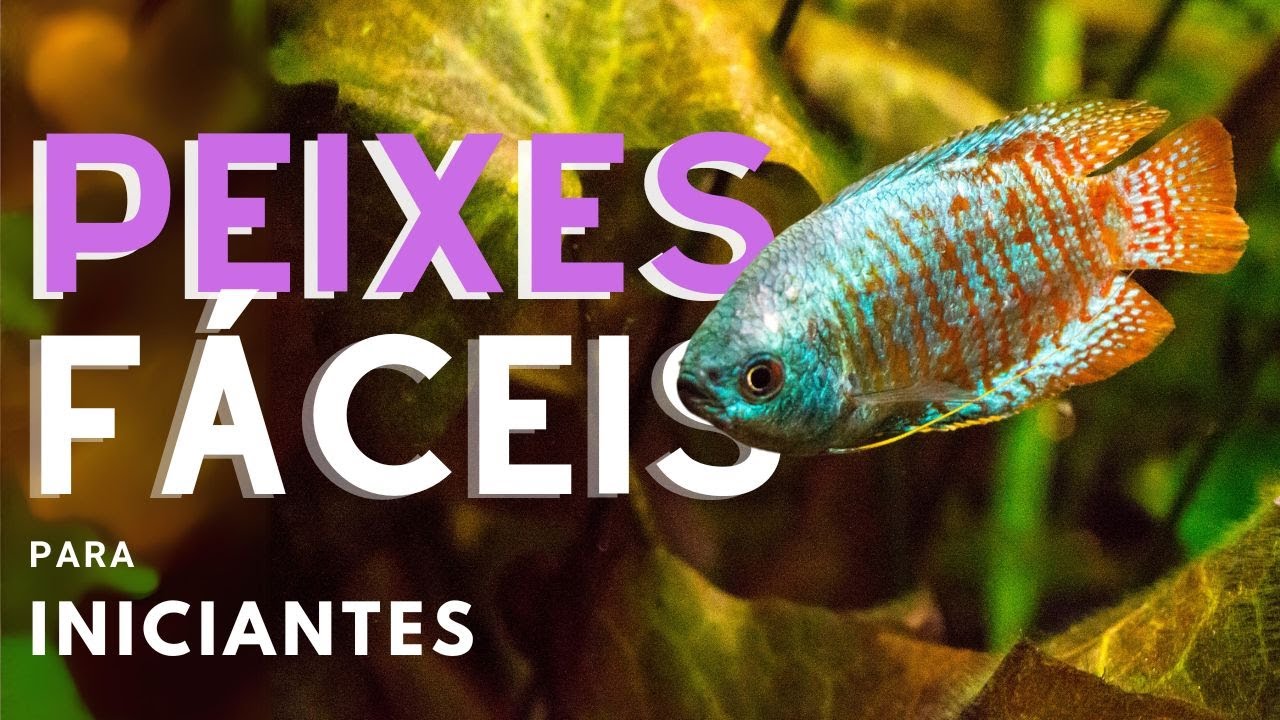 🔴 10 peixes faceis para aquaristas iniciantes