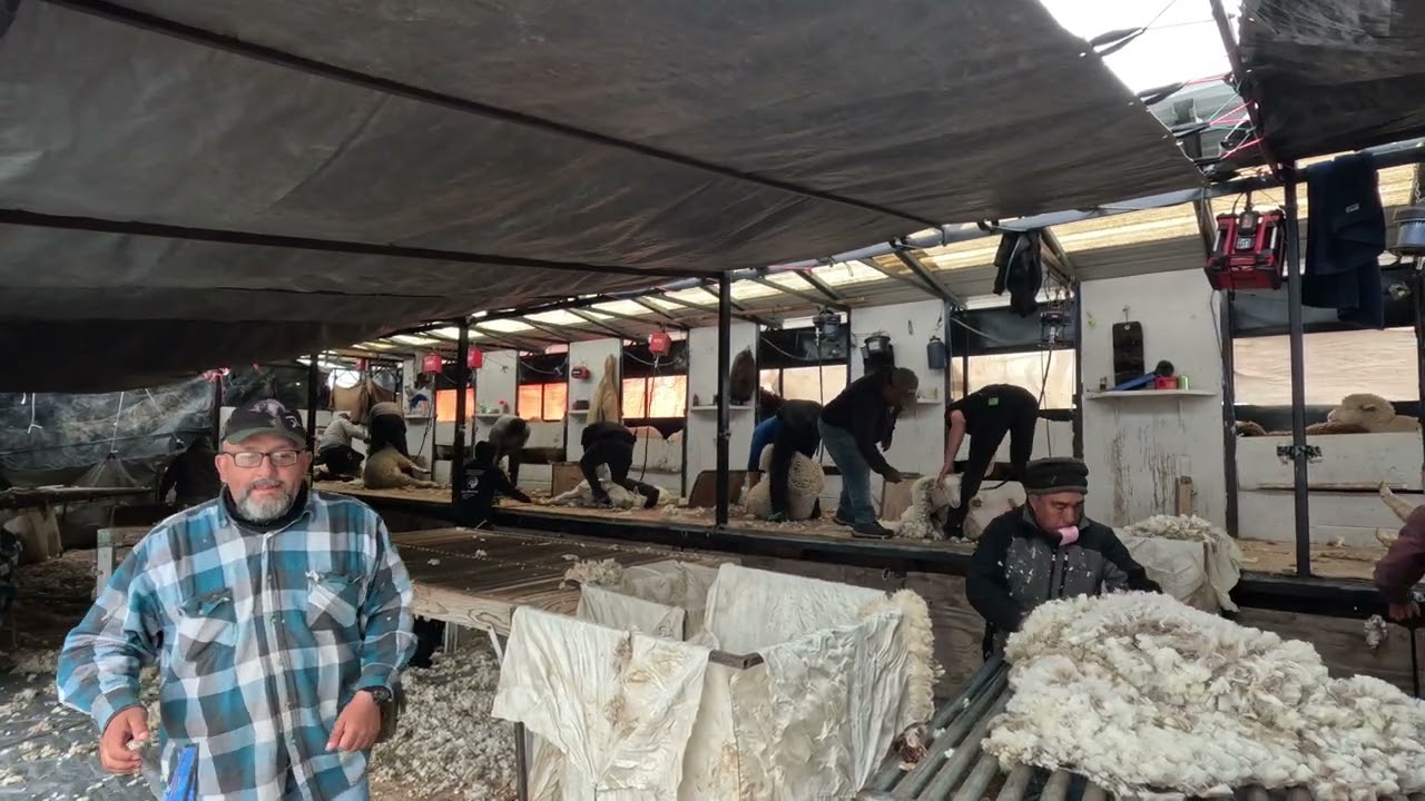 Shearing Run Nevada April 2024