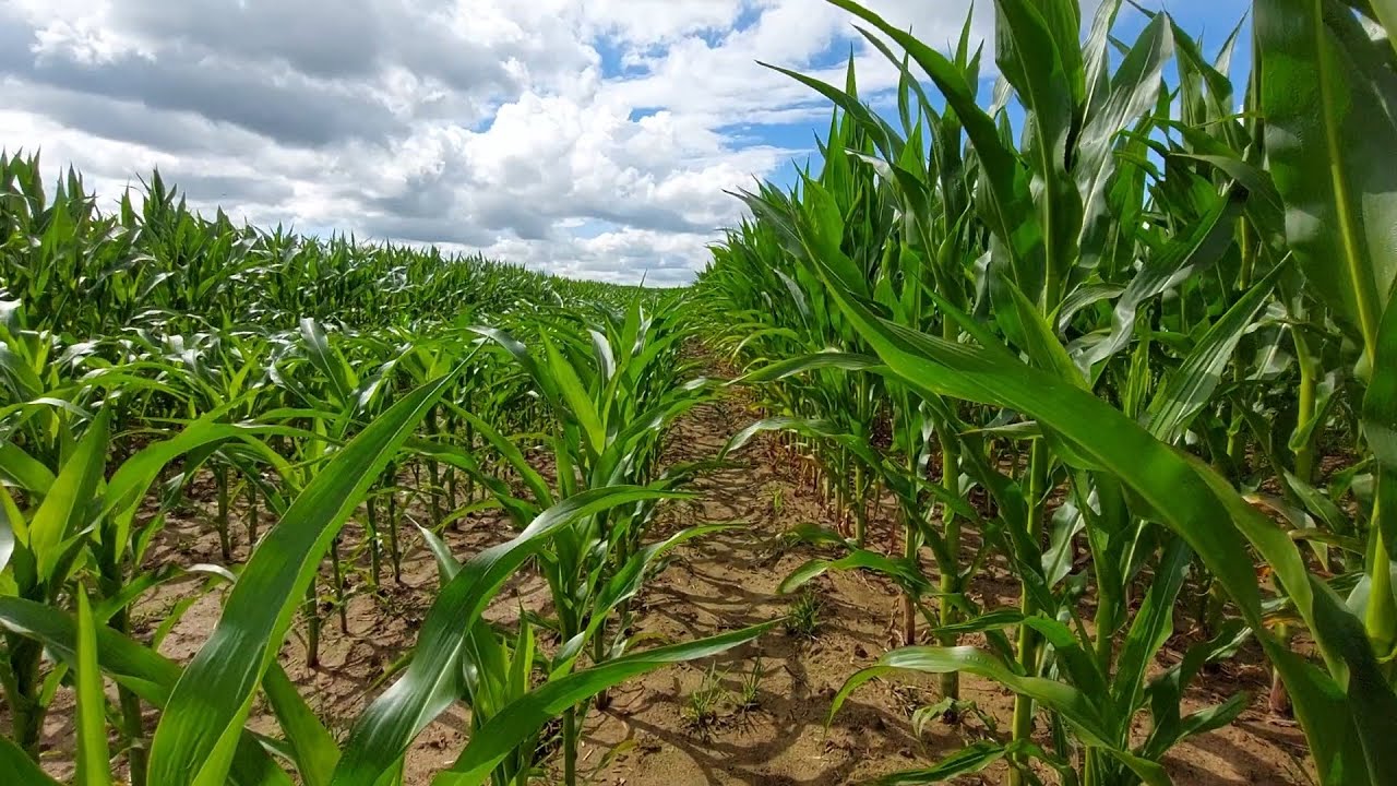 Uprawa kukurydzy 🌽 po użyciu bakterii fosforowych | Agrarius | Masz pytania? Zadzwoń +48 566 566 005