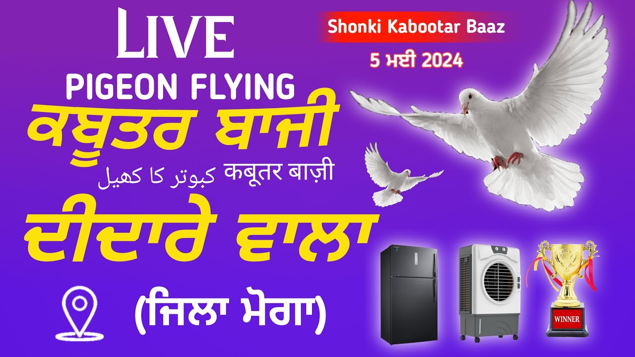 🔴Live🔴Kabootar Bazi Mukabla Didarewala  (Moga) | Live Kabootar Bazi Today | kabootar bazi 2024