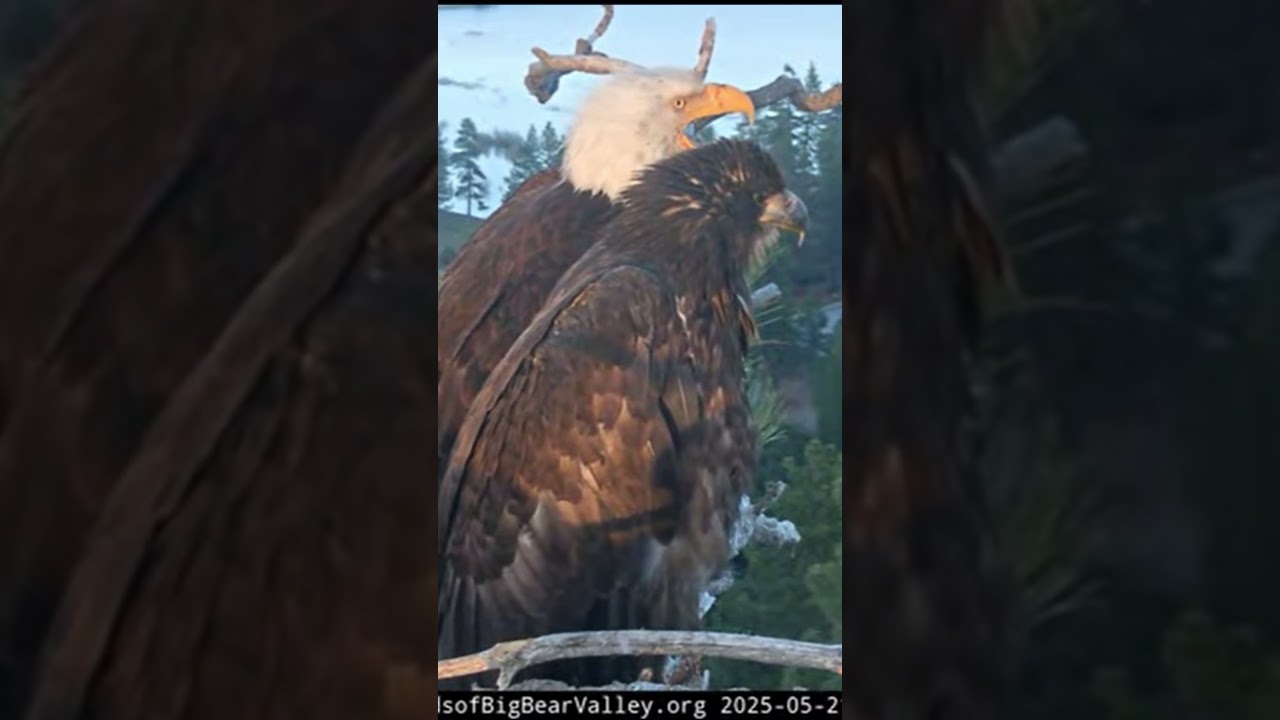 Jackie chatters while branching with Sunny | 5.22.25  #eagle #birds #baldeagle #eaglets #shorts