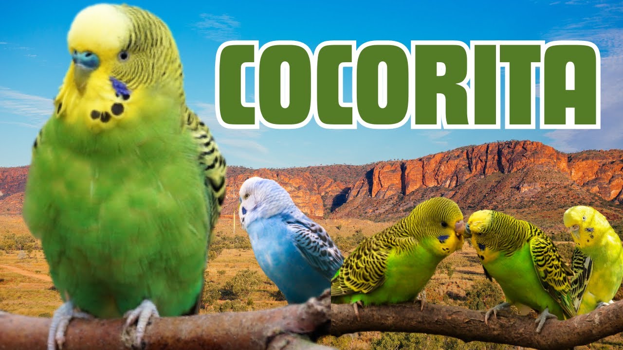 Cosa SAPERE prima dell'ACQUISTO - PARROCCHETTO ONDULATO o COCORITA