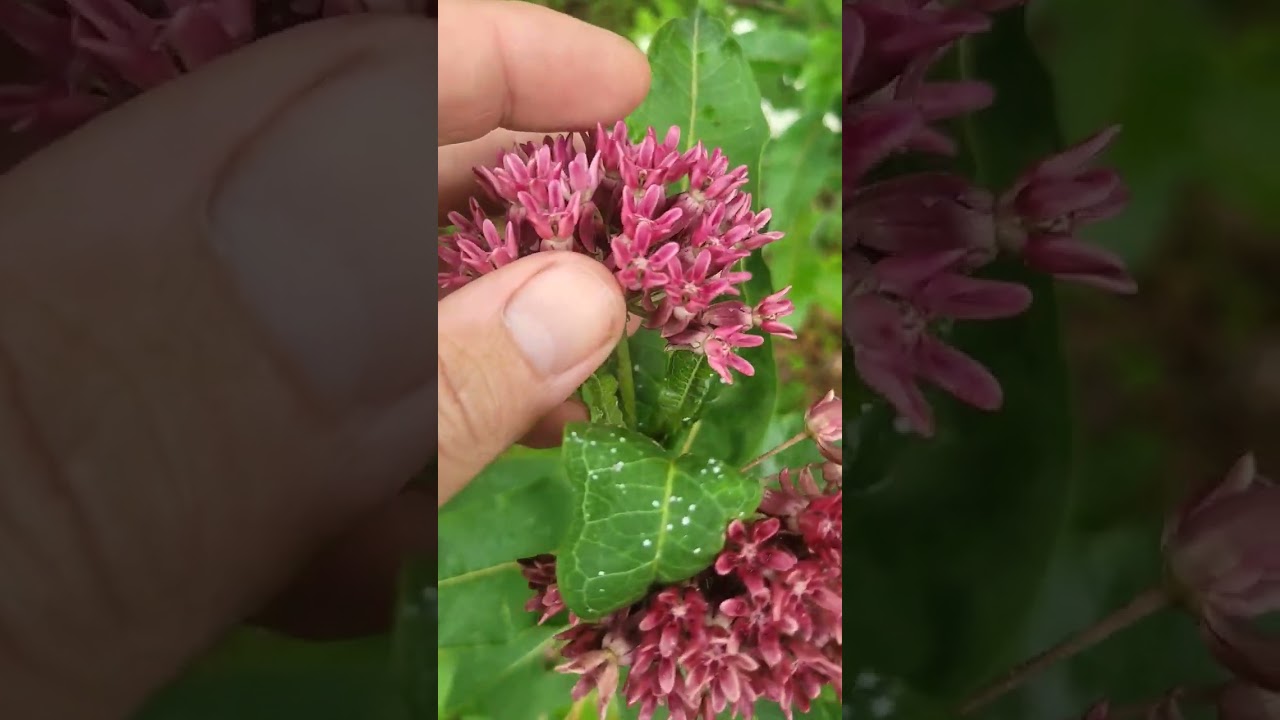 Purple Milkweed (Asclepias purpurascens) #themilkweedman #purplemilkweed #asclepiaspurpurascens