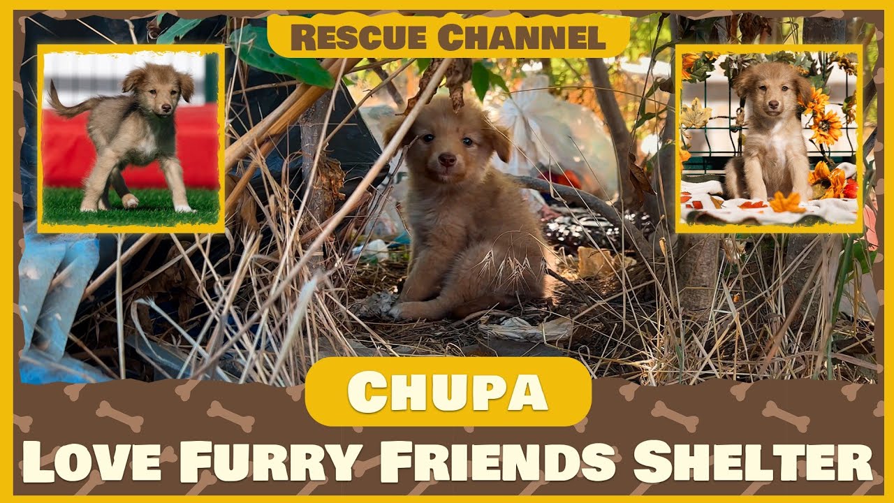 We Saved Him From a Garbage Pit… Now He’s Unrecognizable