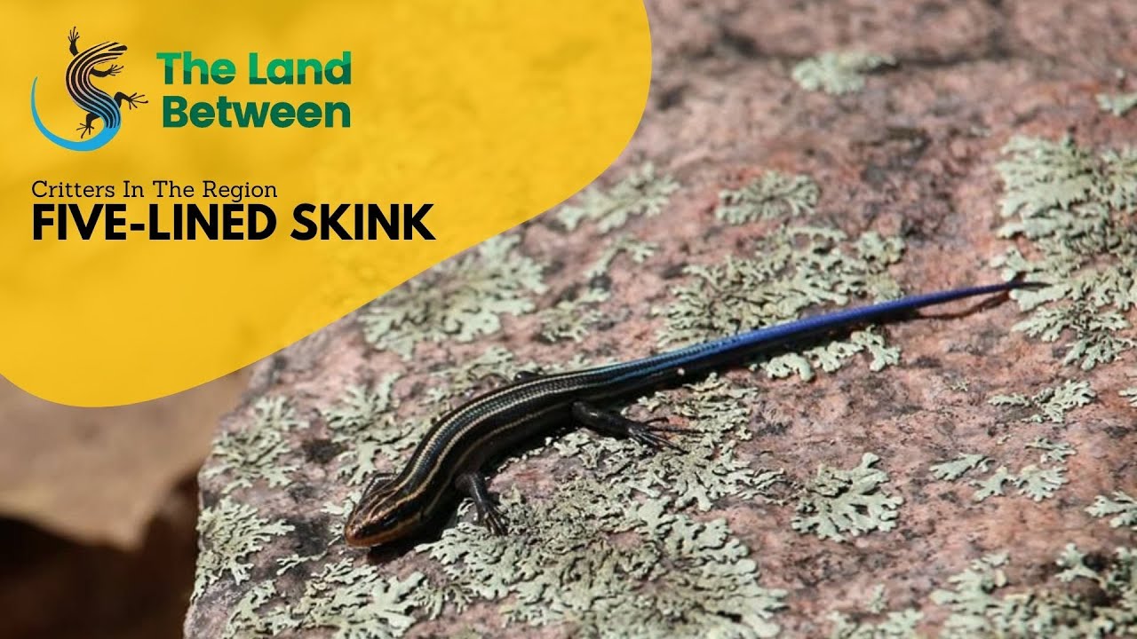 Five-Lined Skink | The Land Between