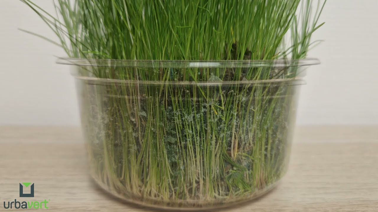 Support de germination URBA-MULCH® certifié UAB