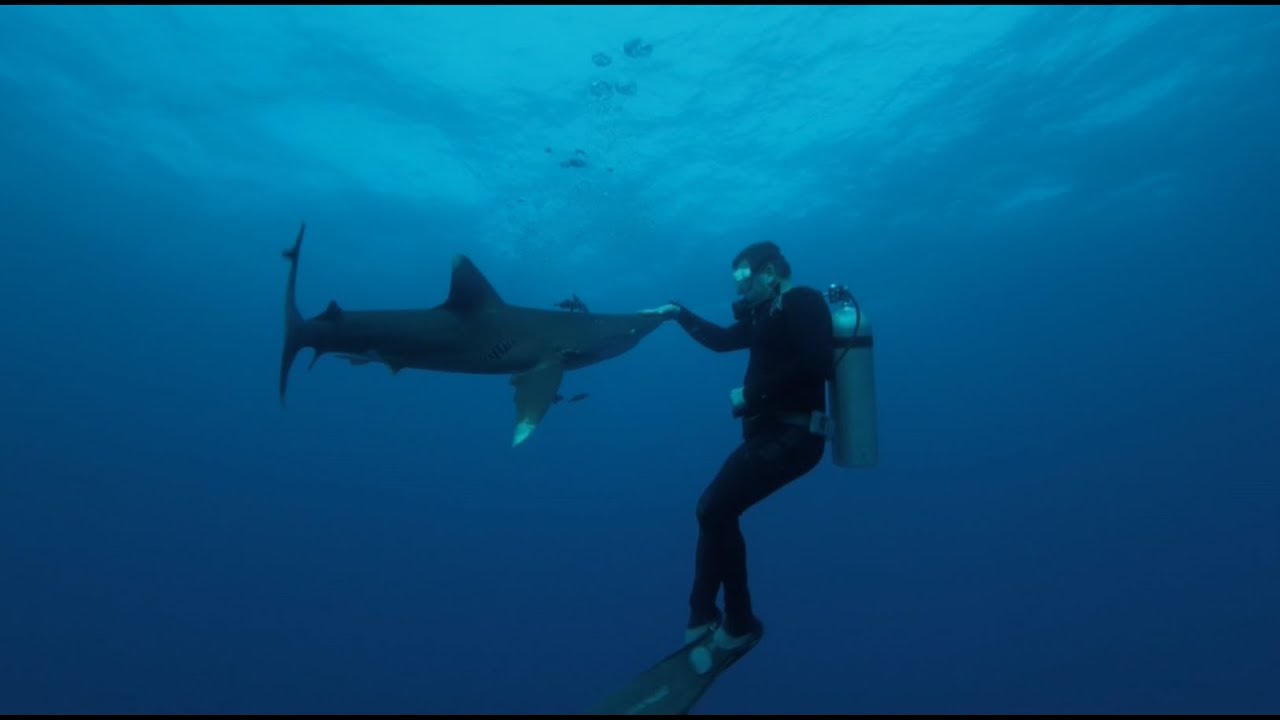 Requin en Egypte, victime ou coupable?