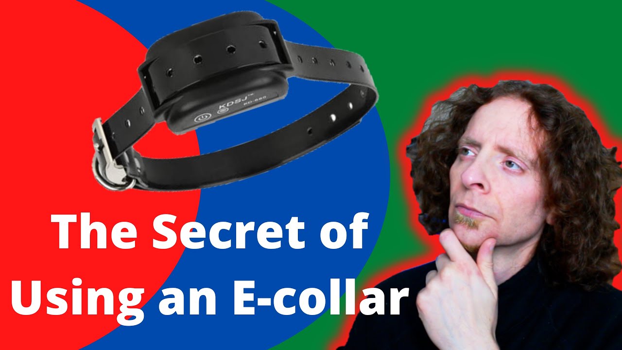 STOP using electronic collars | A Veterinarian Explains