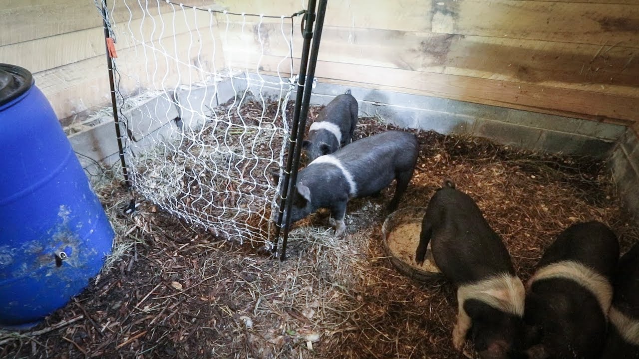 What Happens when you Train a Pig to an Electric Fence