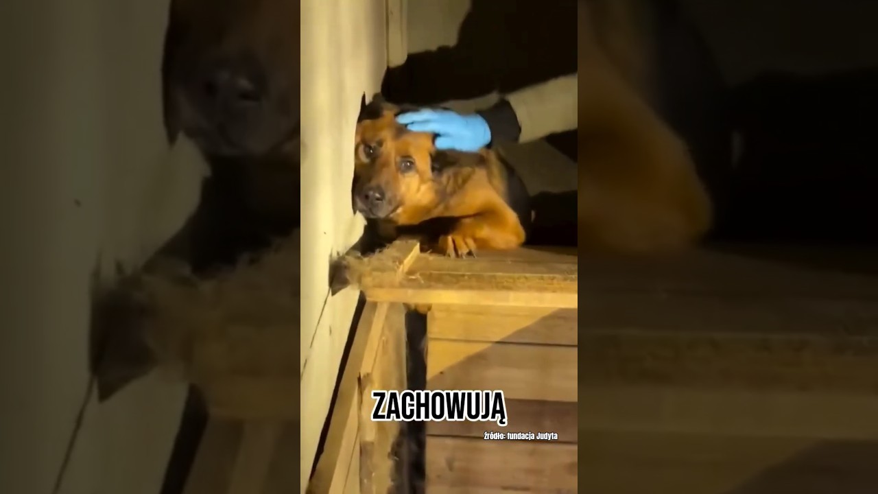 Schronisko w Sobolewie 💔 Co było najtrudniejsze? #fundacjajudyta #dog #shorts