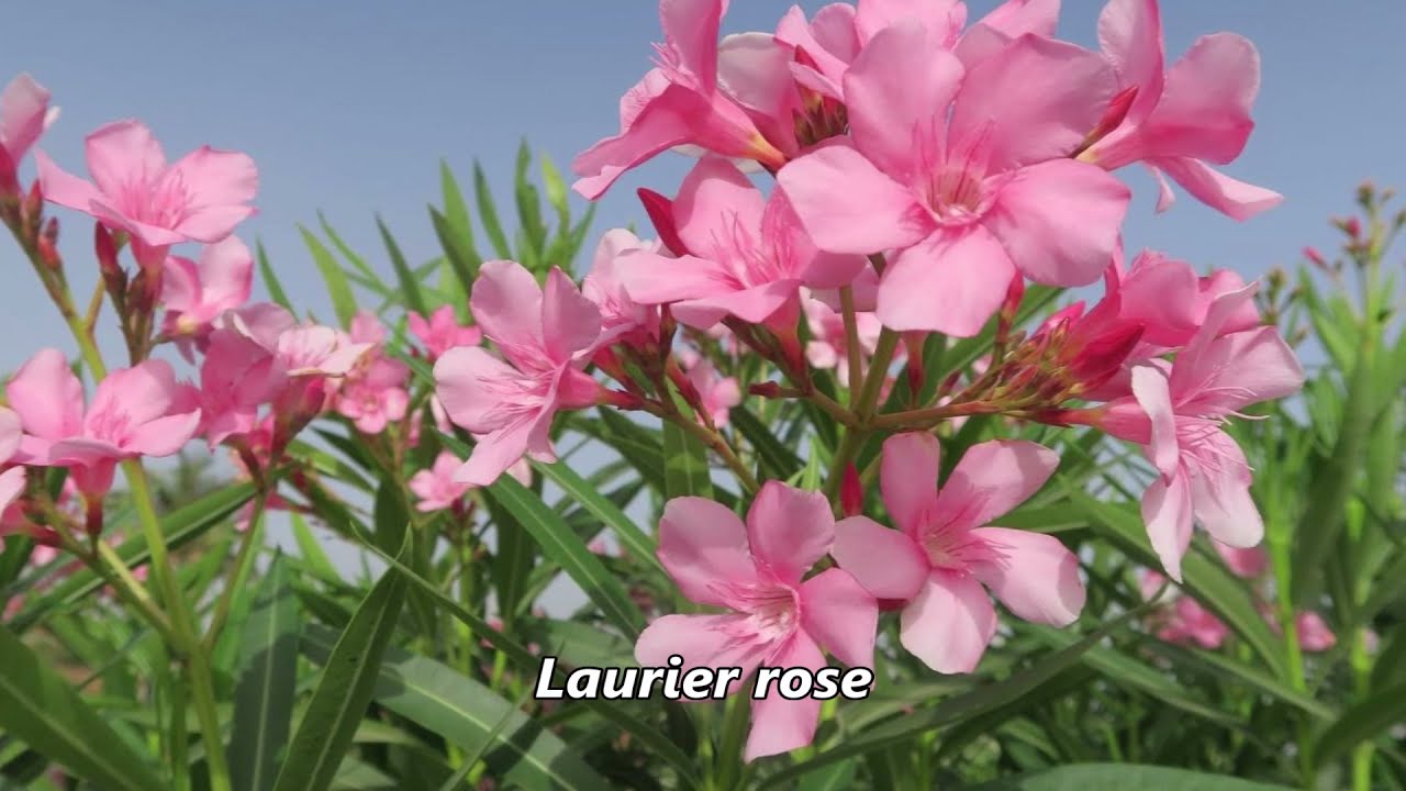 92 Plantes increvables supportant la sécheresse et la chaleur de l'été.