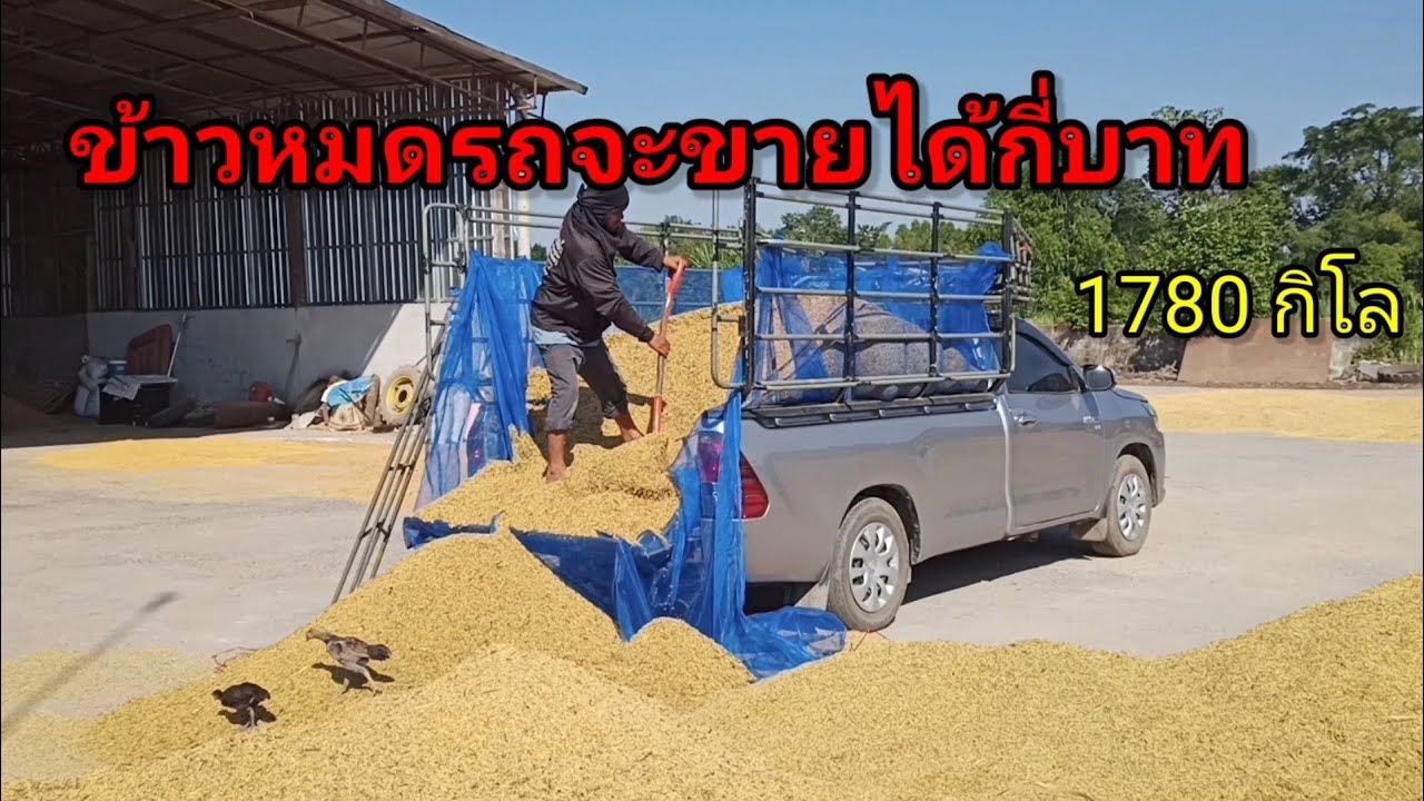 ราคาข้าวเปลือก 1780  กิโล เอาข้าวไปขายจะใดจักบาท ? /MR1 ชาแนล