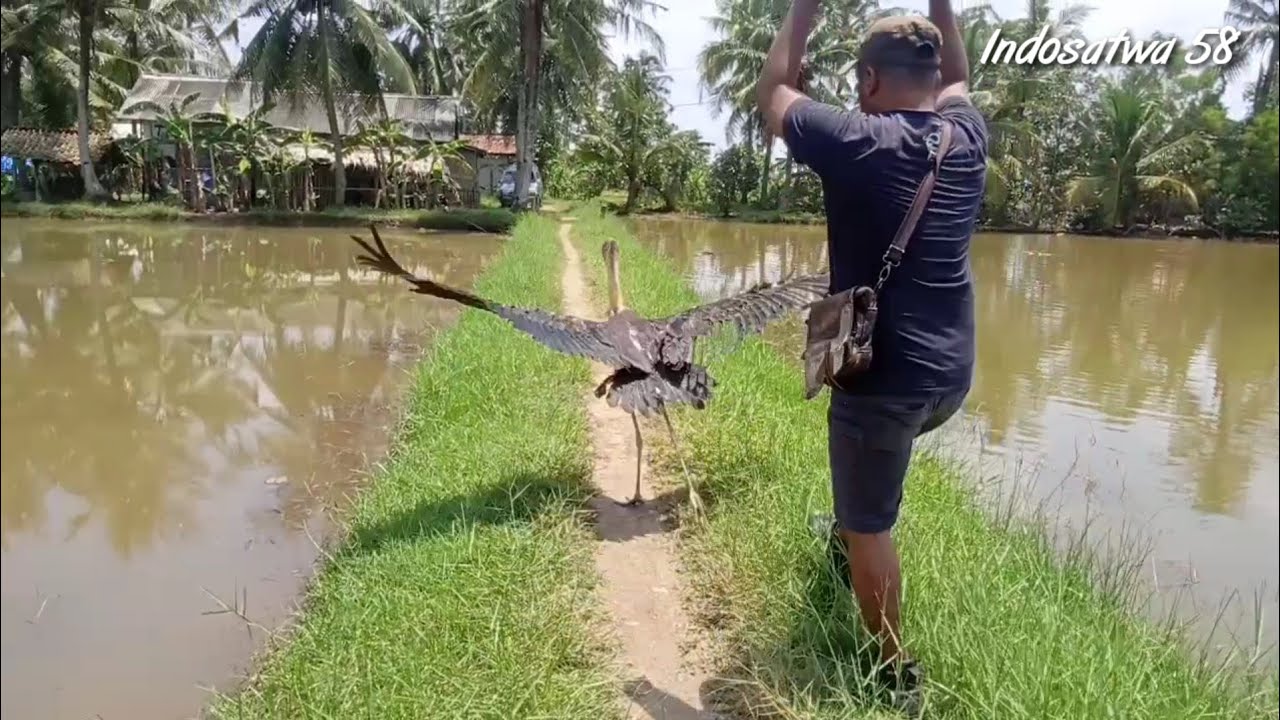 BURUNG DILINDUNGI JANGAN ASAL PELIHARA, Edisi pelepasan Bango tontong