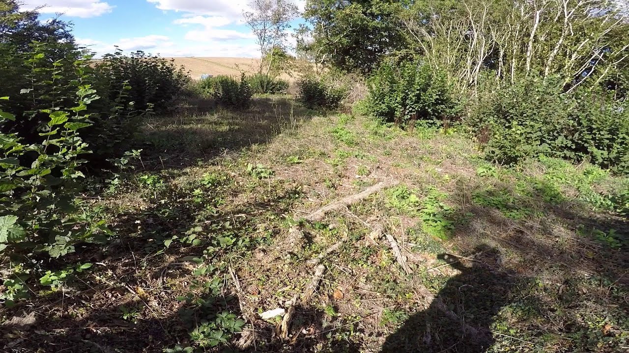 Planning the Year's Coppicing 2025 to 26. Dead hedges, deer, hazel firewood