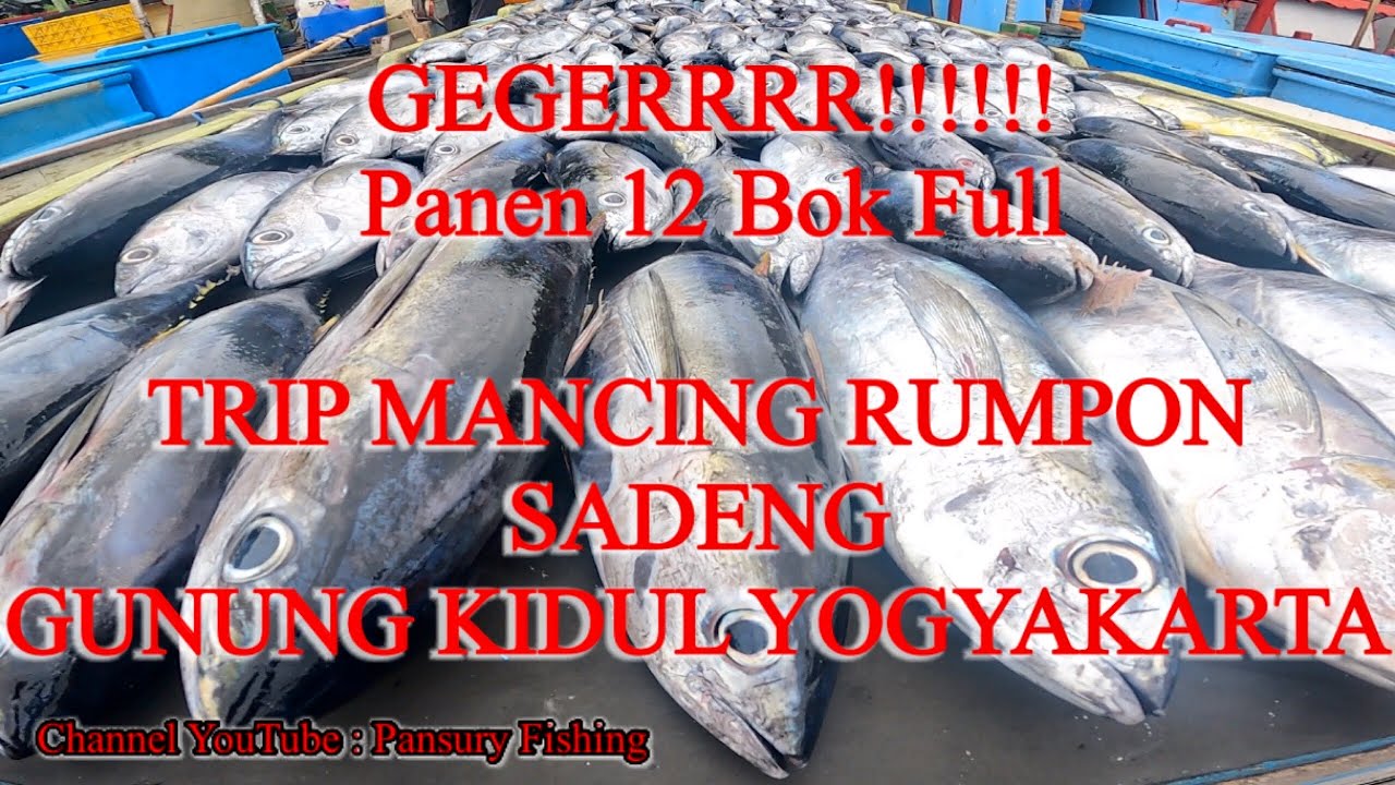 TRIP MANCING LAUT SADENG GUNUNG KIDUL | STRIKE BERTUBI TUBI | PANEN IKAN TUNA SIRIP KUNING ||