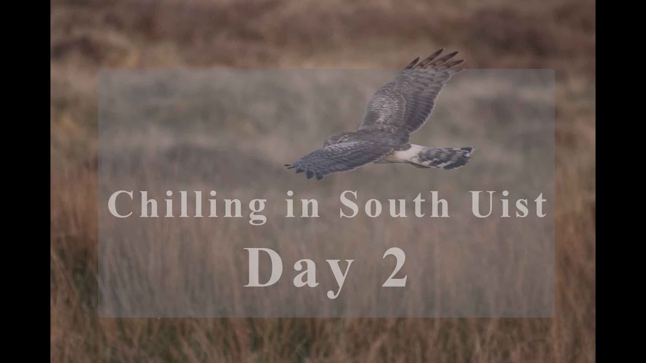 Wildlife Photography | VLOG - Day 2 | South Uist, Outer Hebrides, Scotland UK