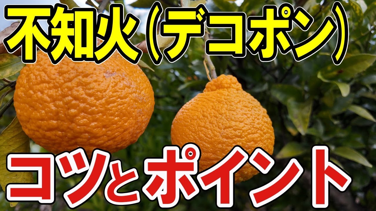 【 不知火 栽培 コツ】無肥料無農薬デコポンの注意点と失敗しない育て方【道法スタイル実践中】