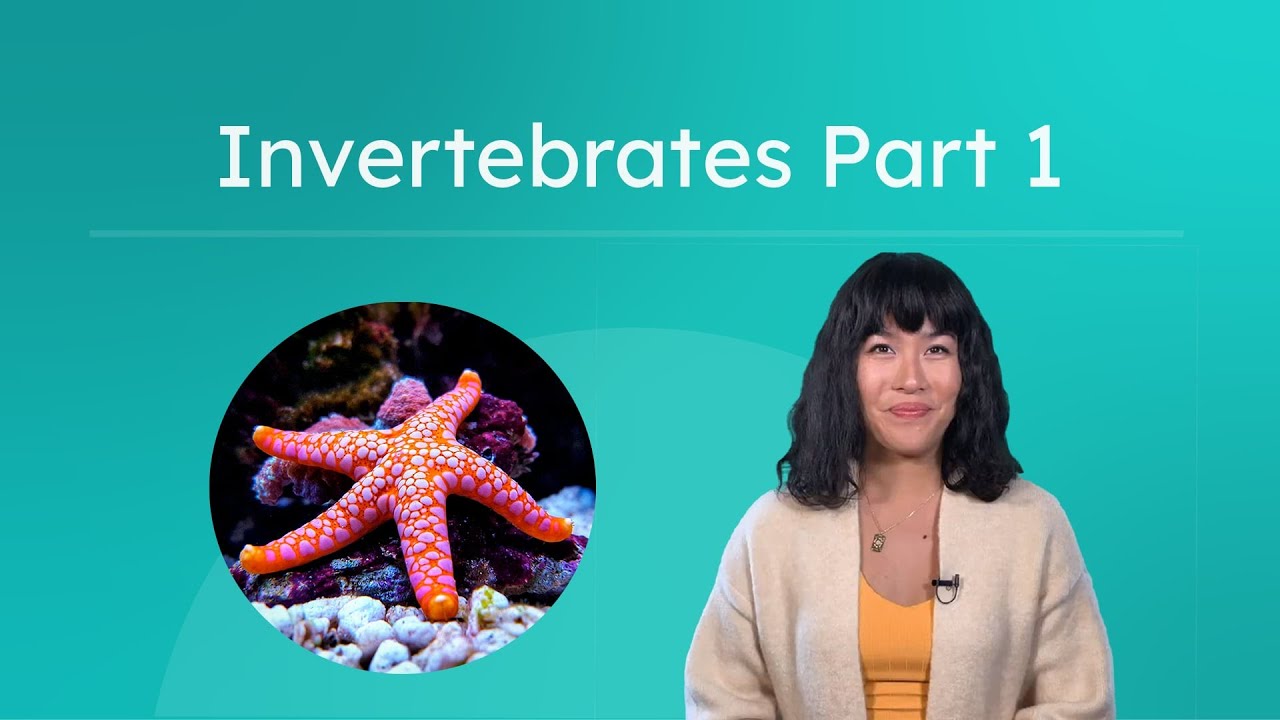 Invertebrates Part 1 - Identifying Animal Phyla