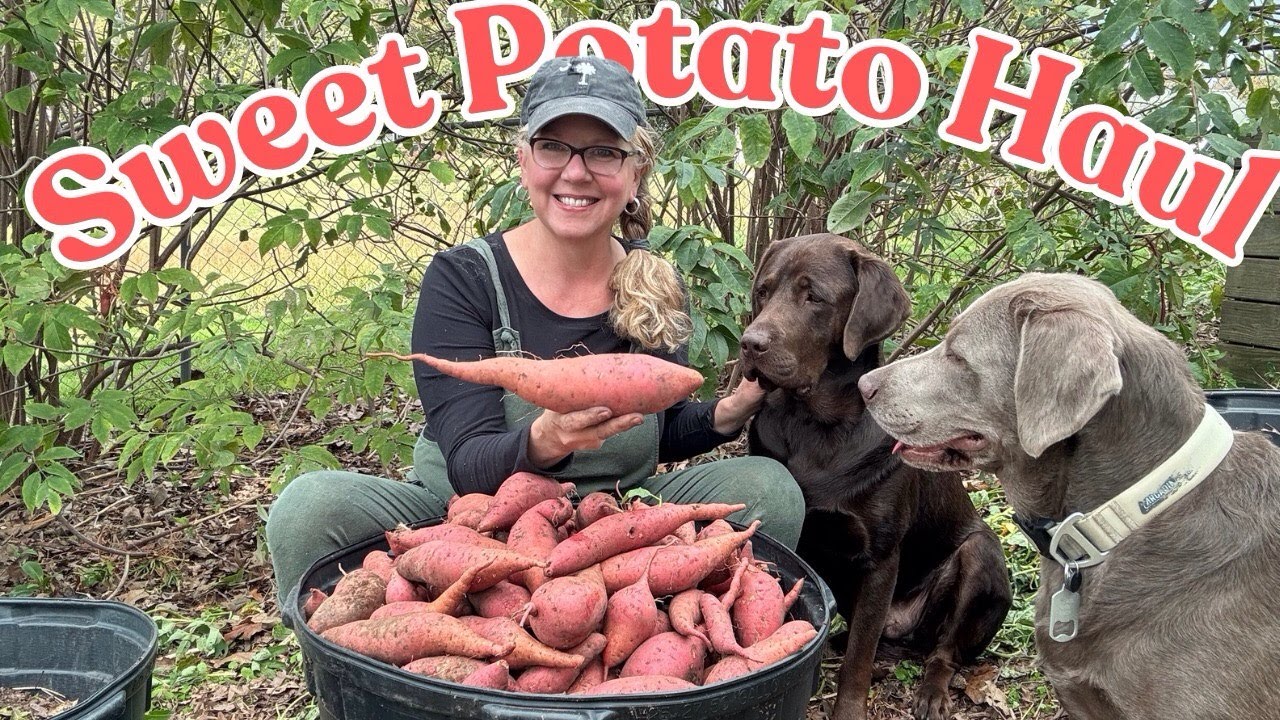 Harvesting Sweet Potatoes from Containers: Finding Buried Treasure
