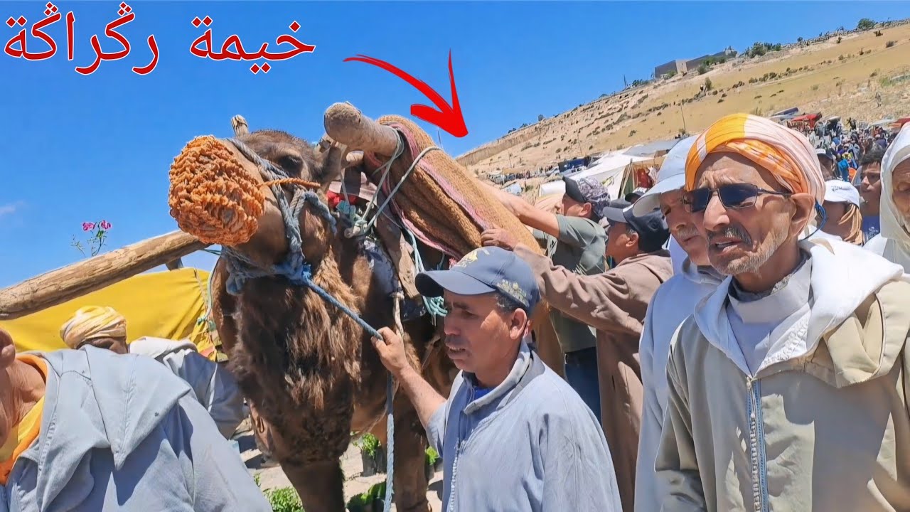 طقوس غريبة وتقديس ناقة وخيمة رݣراݣة من موسم رݣراݣة زاوية ابن حميدة