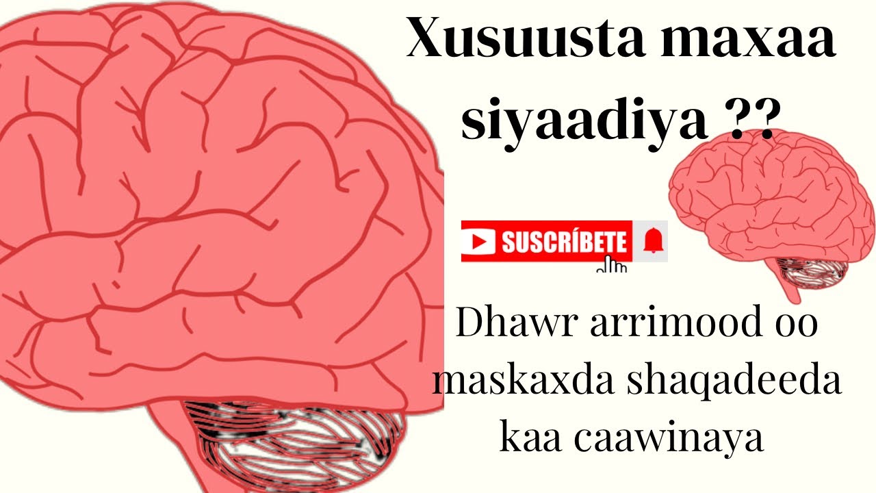 CAAFIMAADKA MASKAXDA (BRAIN HEALTH)@BrainHealthTV