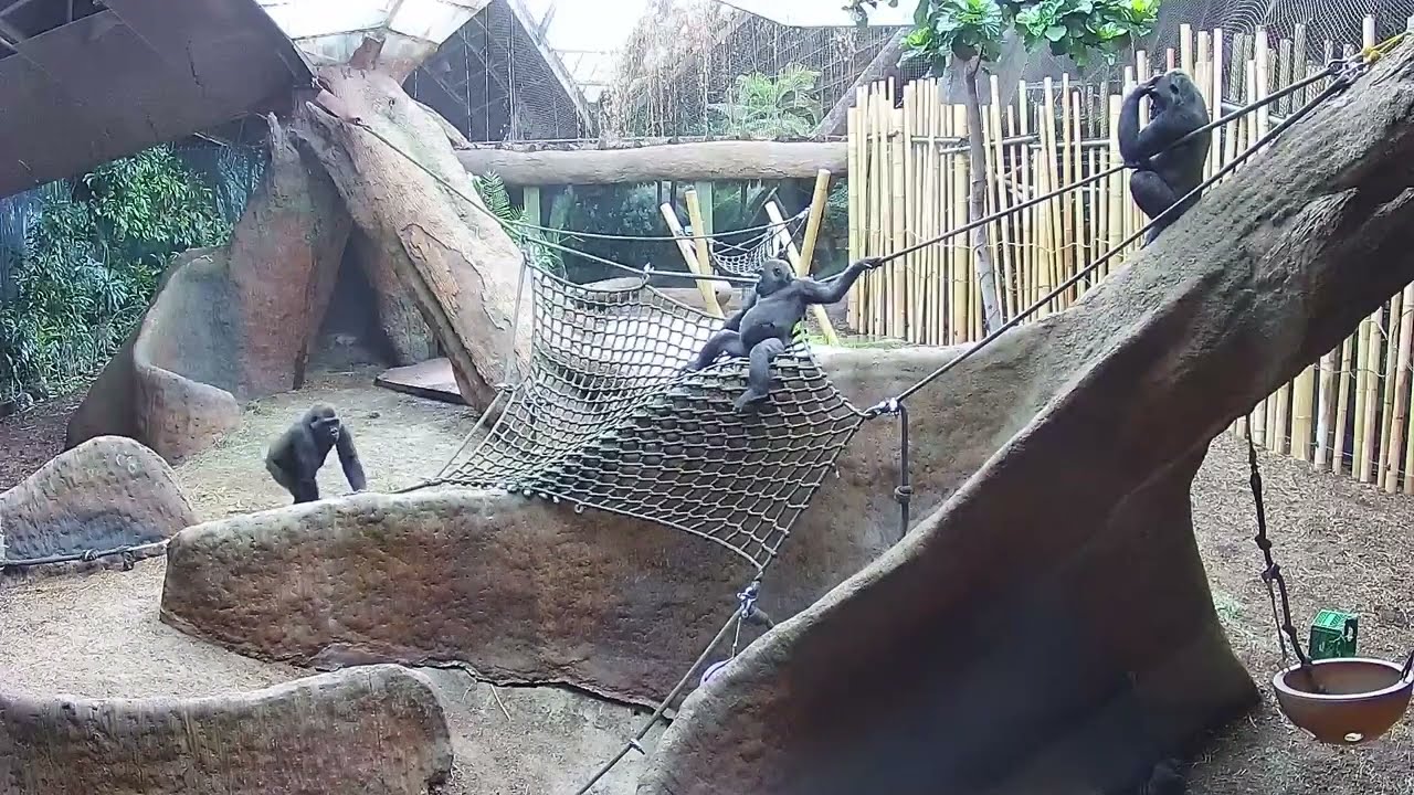 Best Gorilla Troop Moments | Toronto Zoo Compilation | Nature Soundtrack for Focus and Relaxation