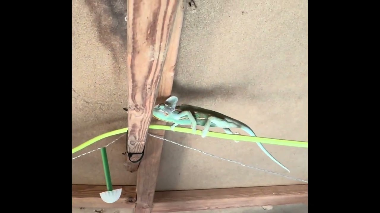 My Chameleon Gherkin Explores the Shed & Climbs the Disco Ball! | Adventurous Chameleon