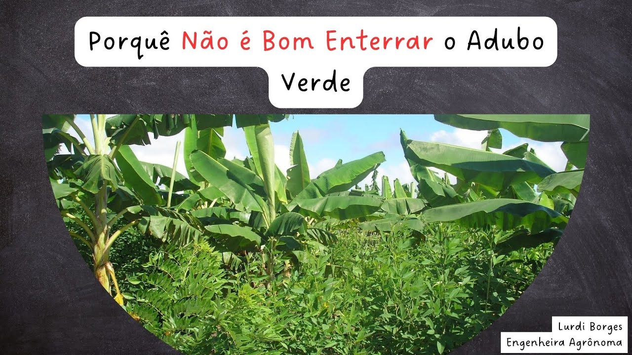PORQUE NÃO É BOM INCORPORAR O ADUBO VERDE