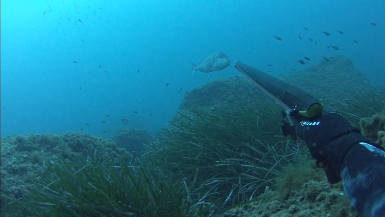 Pesca submarina del denton en el mediterráneo levantino#pescasubmarina#pescasubacquea#pescasubapnea