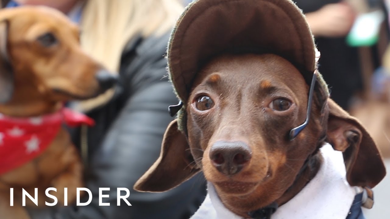 Hundreds Of Dachshunds Joined A ‘Sausage Walk’ In London