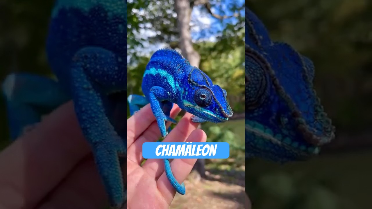 Das Cham&auml;leon &ndash; lautlos, langsam, legend&auml;r