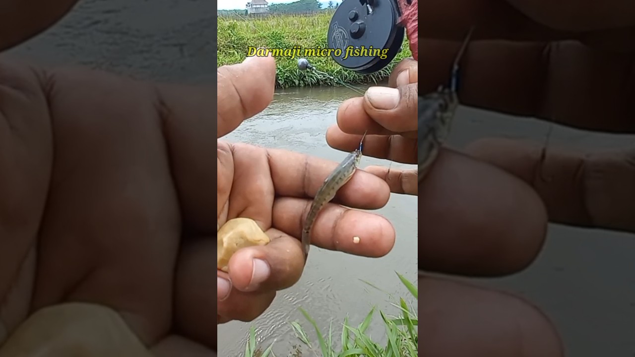 Mancing Uceng Umpan Go Potato Kail Neo Carbon Warna Biru 